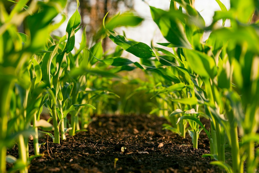 Photo agriculture